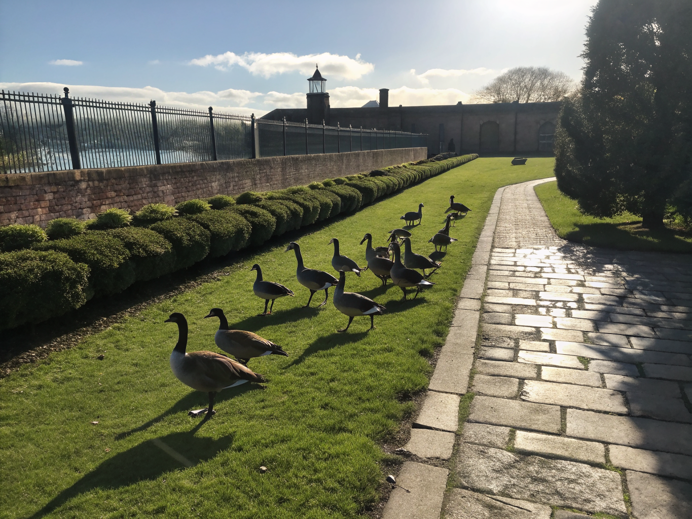 Flock of geese resting peacefully by the water's edge